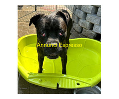 In regalo CANE METICCIO