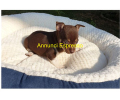 Chihuahua toy cuccioli