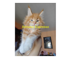 Dolcissimi cuccioli Maine Coon