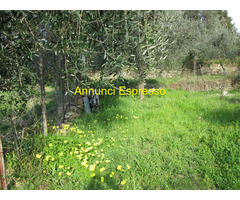 Terreno coltivabile mq3250 Privato