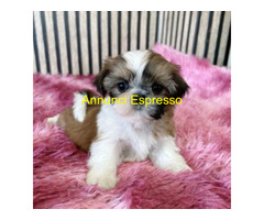 Shih Tzu cuccioli