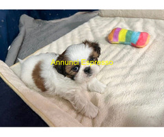 Shih Tzu cuccioli