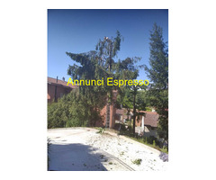 Servizi di Giardinaggio e Abbattimento Alberi