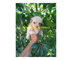 Cerco in regalo 900