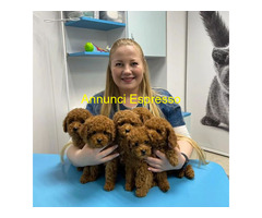 In regalo Cuccioli di barboncino