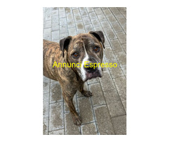 In regalo CANE METICCIO