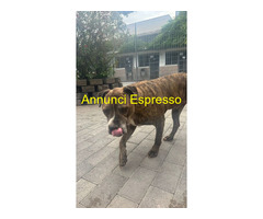 In regalo CANE METICCIO