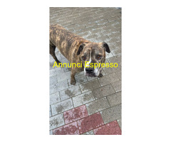 In regalo CANE METICCIO