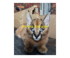 Gattini di caracal disponibili