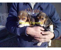 Beagle tricolore cuccioli