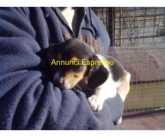 Beagle tricolore cuccioli