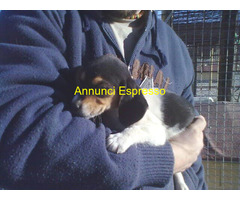 Beagle tricolore cuccioli