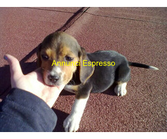 Beagle tricolore cuccioli