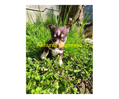 Chihuahua toy maschietti