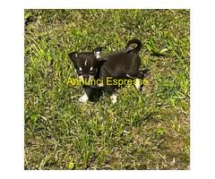 Chihuahua toy maschietti