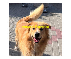 In regalo CANE METICCIO
