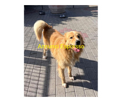 In regalo CANE METICCIO