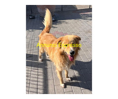 In regalo CANE METICCIO