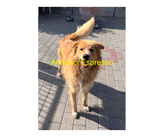 In regalo CANE METICCIO