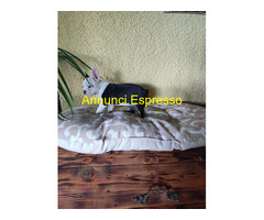 Bouledogue francese cuccioli