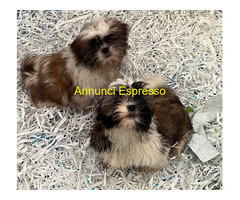 Shih Tzu maschietti
