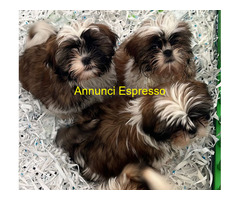 Shih Tzu maschietti