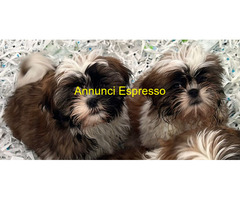 Shih Tzu maschietti