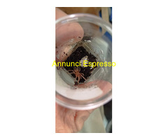 Migale (Lasiodora parahibana)