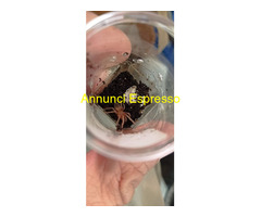 Migale (Lasiodora parahibana)