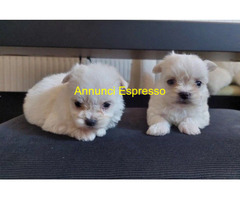 Maltipoo toy maschietti