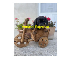 Bassotto nano cuccioli