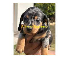Bassotto nano cuccioli