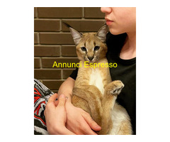 Gattino caracal disponibile