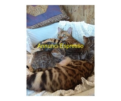 Bengala gatto