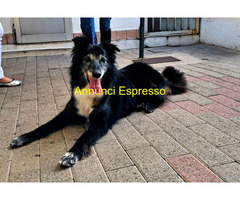 In regalo CANE METICCIO