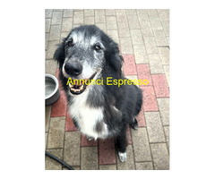 In regalo CANE METICCIO