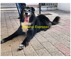 In regalo CANE METICCIO