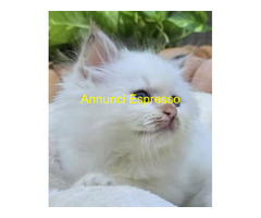 Cuccioli gatto Sacro di Birman