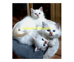Cuccioli gatto Sacro di Birman