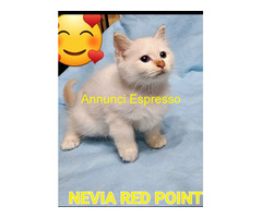 Cuccioli gatto Sacro di Birman