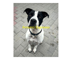 In regalo CANE METICCIO