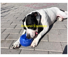 In regalo CANE METICCIO