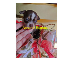Chihuahua toy maschietto