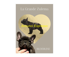 Cuccioli di bulldog francesi