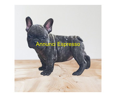 Cuccioli di bulldog francesi