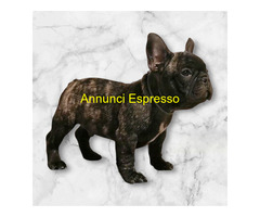 Cuccioli di bulldog francesi