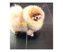 Volpini di pomeriana