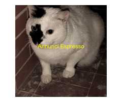 Regalo gatto