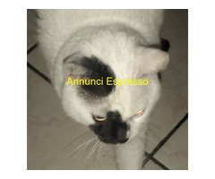 Regalo gatto