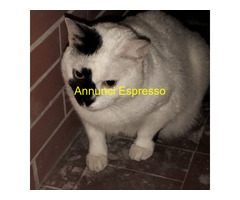 Regalo gatto